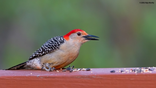 Red-bellied-Woodpecker_H7I3420-Edit