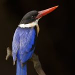 Black-Capped KingFisher