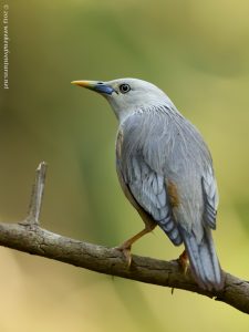 Blythi_Chestnut-tailed Starling