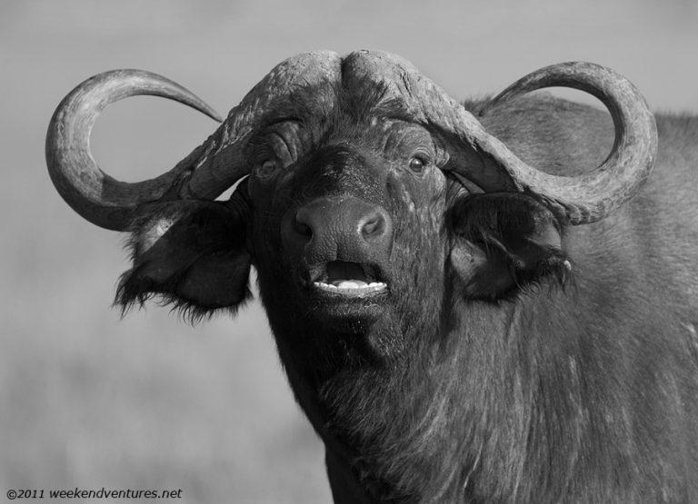 Buffalo in Lake Nakuru