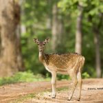Spotted deer or Chital