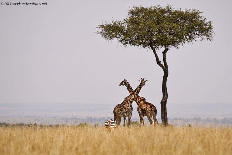 Giraffe scape