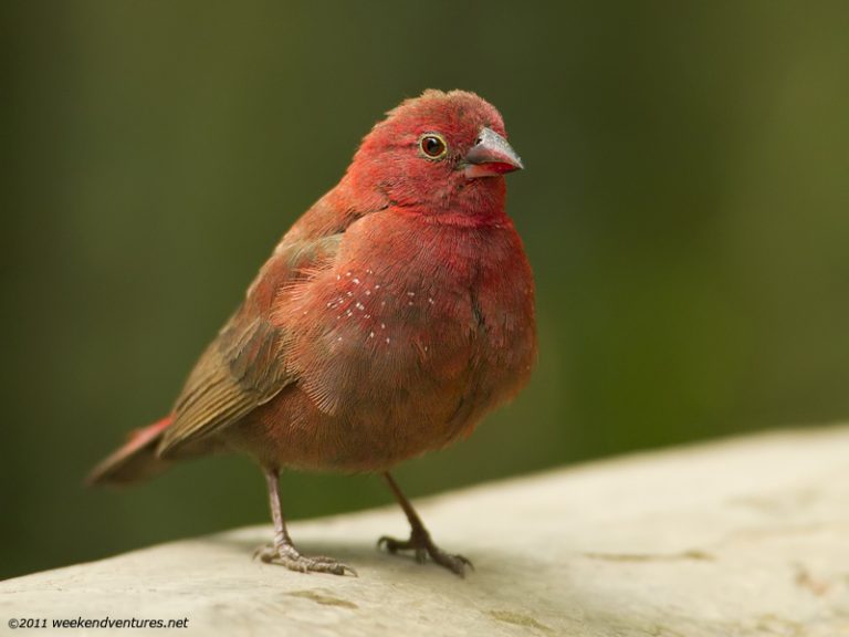 Red-Billed Fire Finch