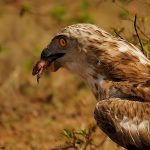 Short-Toed Snake Eagle - gulping a snake