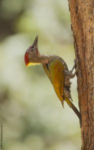 Lesser-yellownape Woodpecker