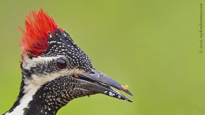 Black-rumped Flameback Woodpecker-portrait