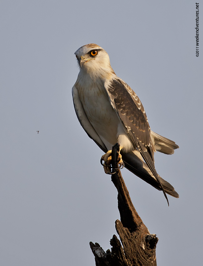 Black-Shouldered Kite-Bharatpur