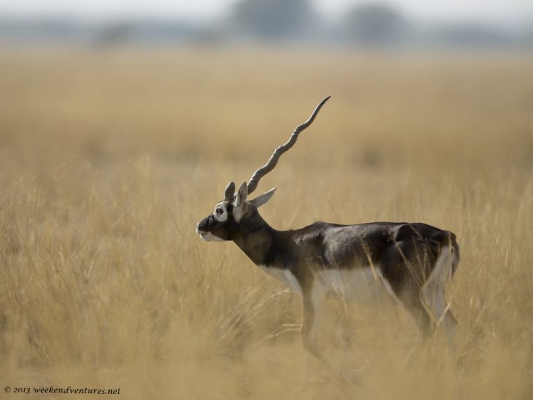 Black buck with a lone horn