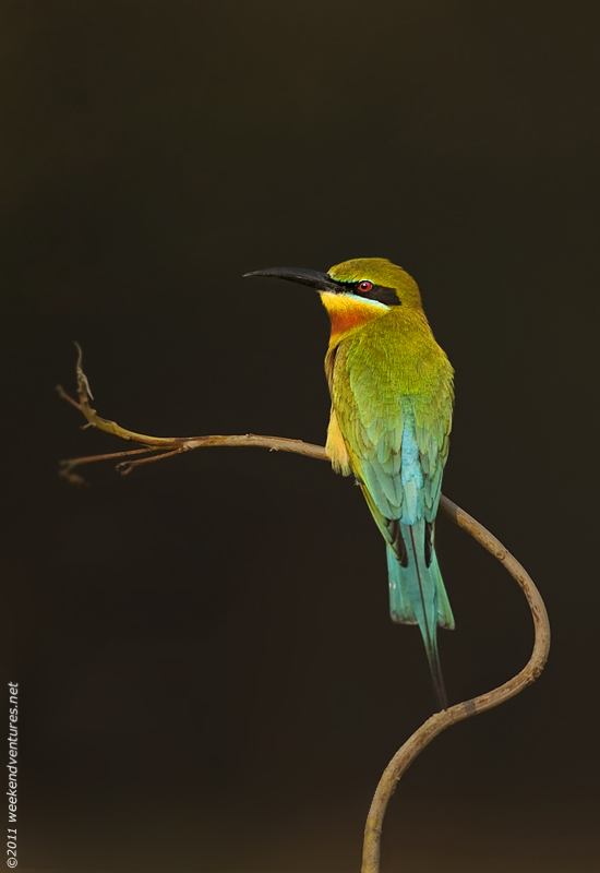 Blue-Tailed BeeEater