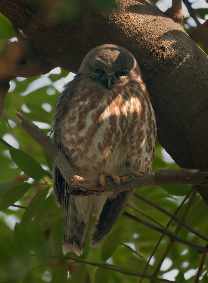 Brown Hawk Owl - Bharatpur
