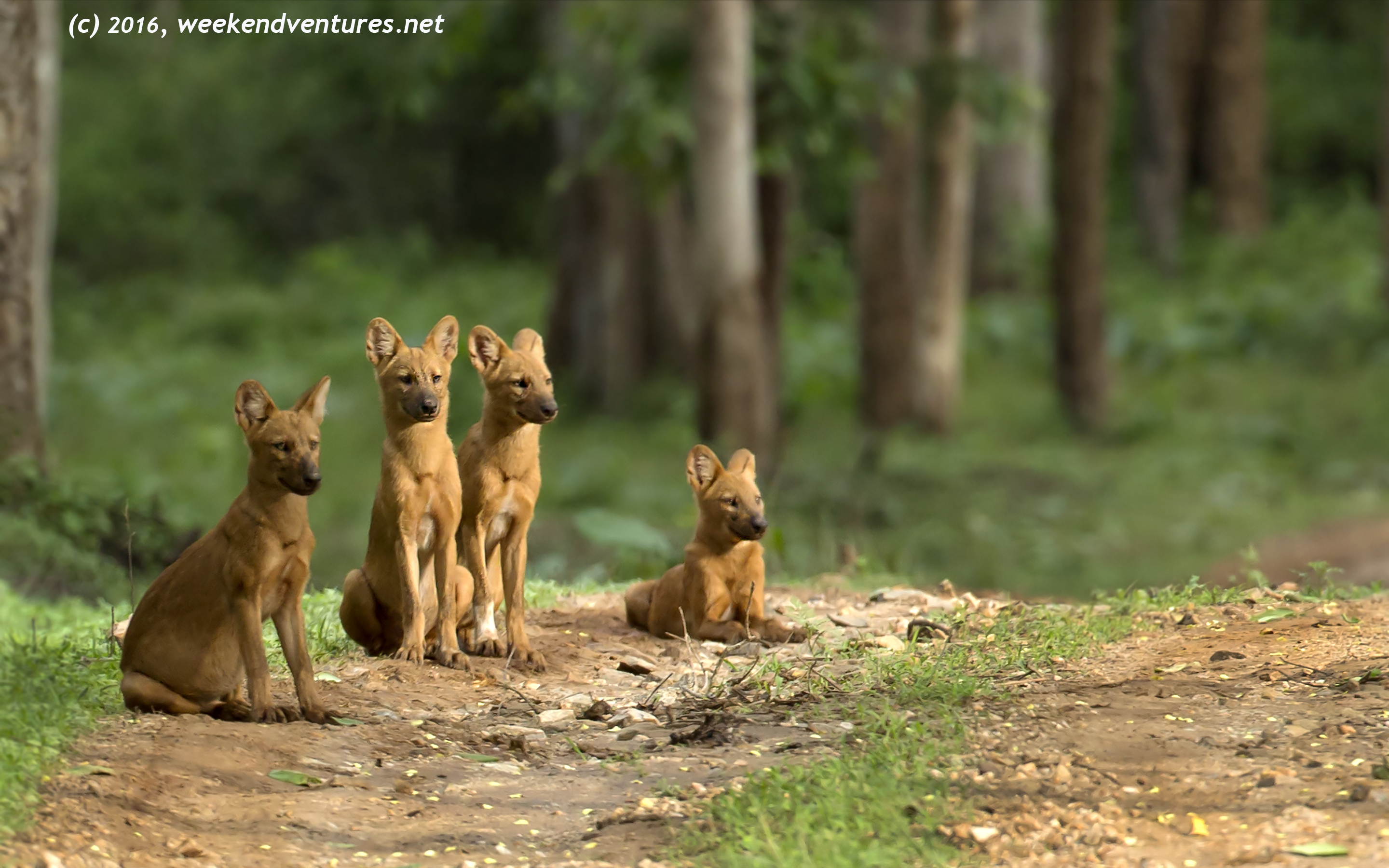 A pack of dholes watching a potential prey