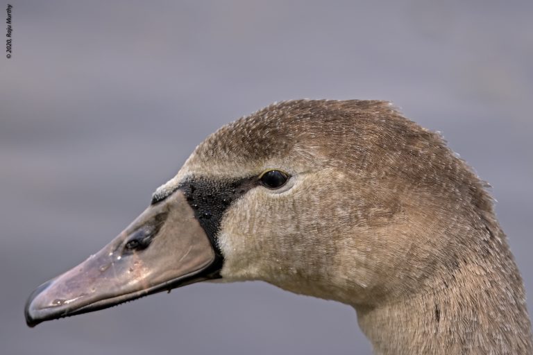 Sub adult Swan