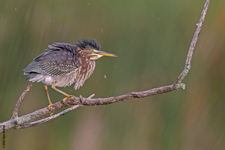 Green Heron Spooked