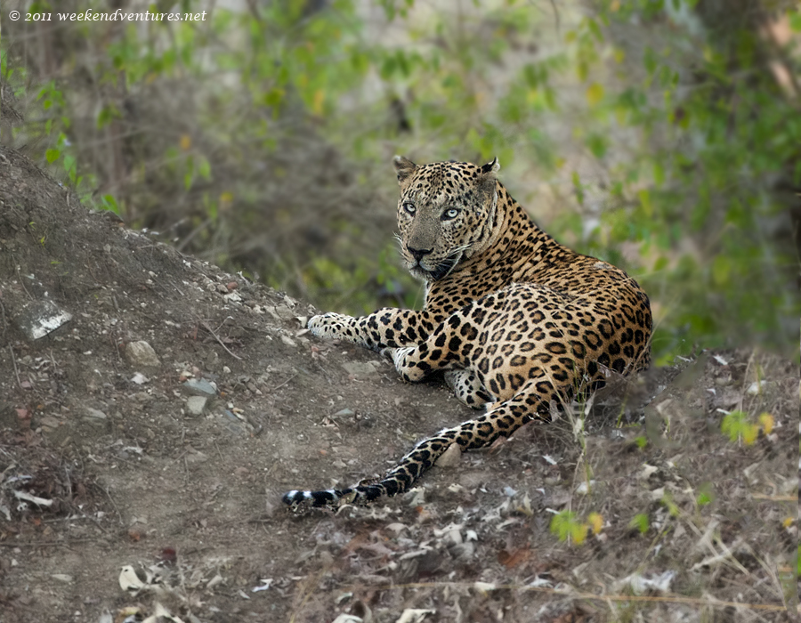 Leopard - Bandipur