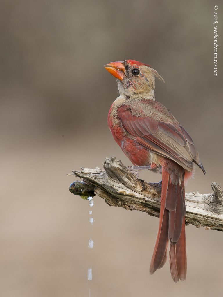 Northern Cardinal (Immature)