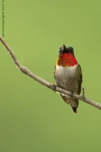 Ruby-Throated Humming Bird
