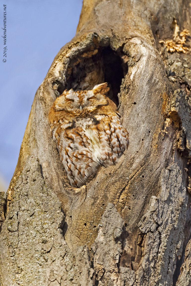 Screech Owl (RedMorph)