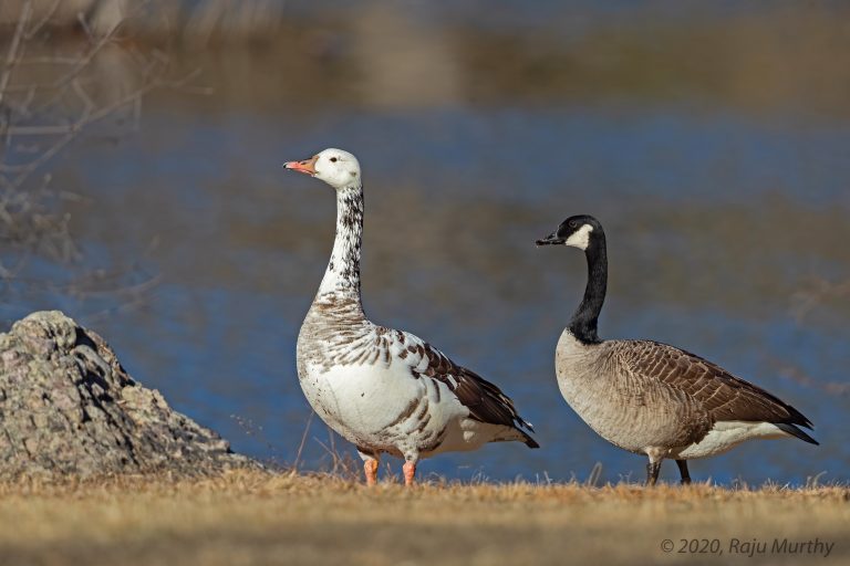 Snow goose & Canada goose