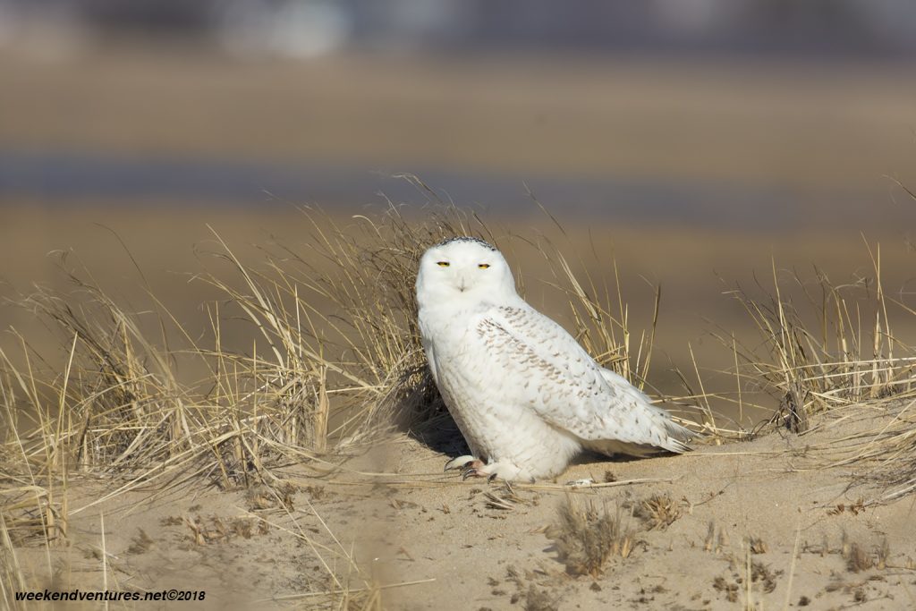 Snowy Owl_Plum Island