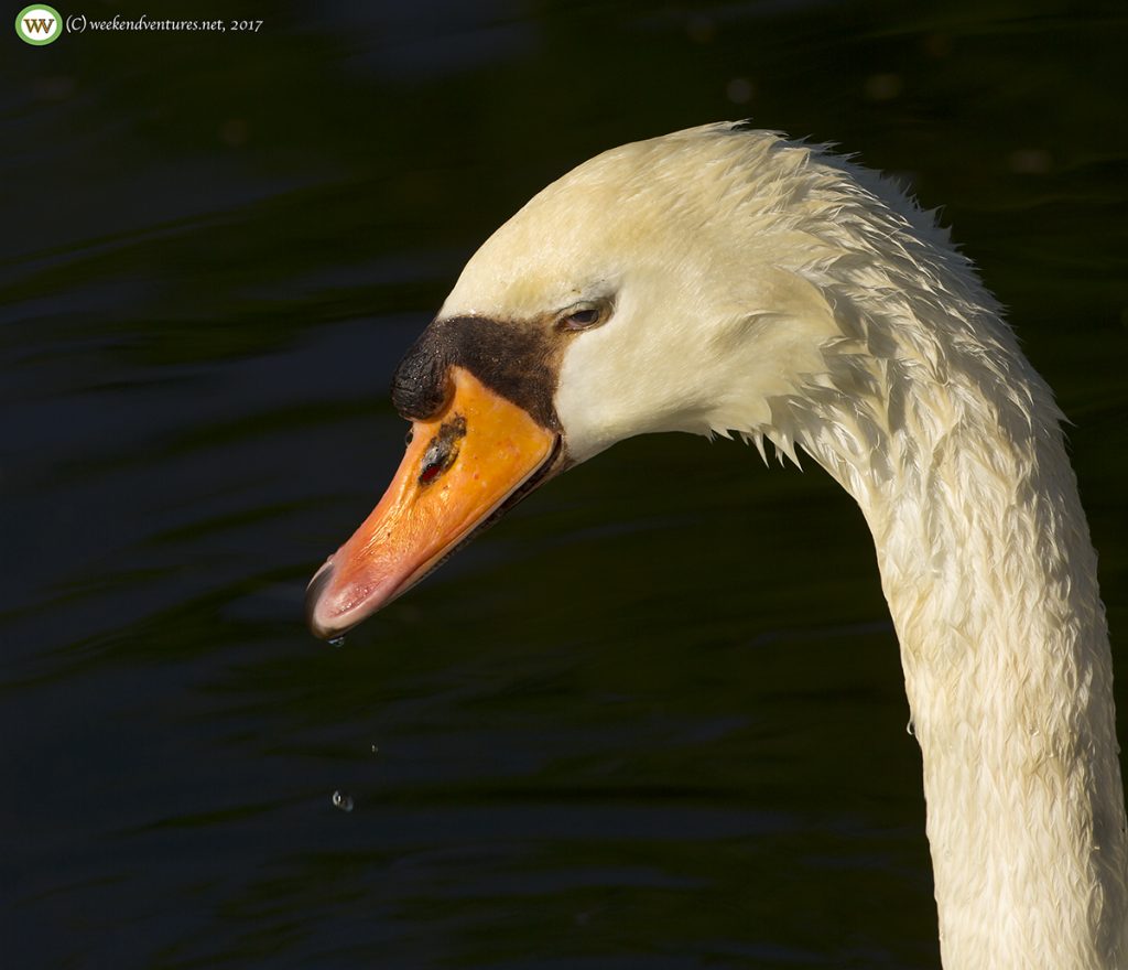 Mute Swan - Boston Commons Park
