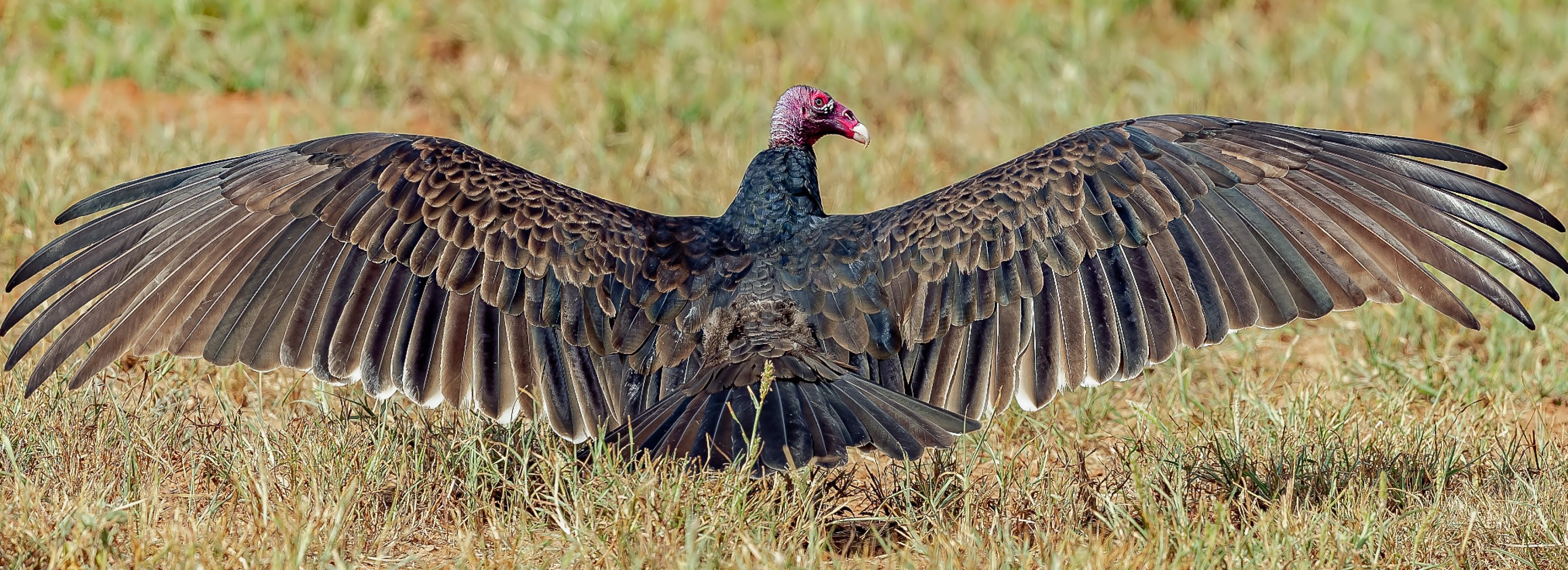 Turkey Vulture_H7I0549-Edit