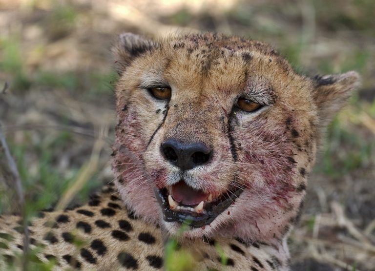 Cheetah after a fresh meal