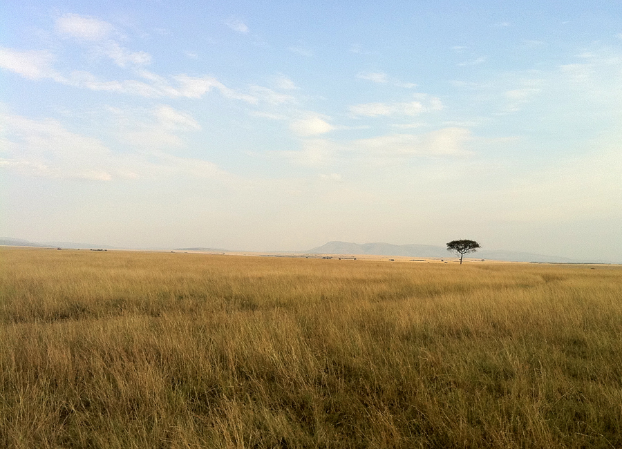 Grasslands of Masai Mara