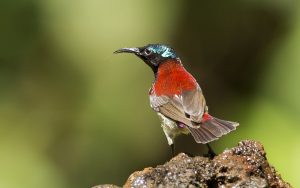 Crimson-Backed Sunbird