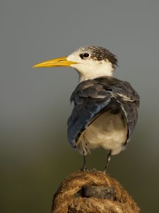 Greater-crested Tern