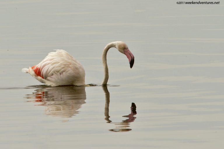 Lesser Flamingo - Lake Nakuru