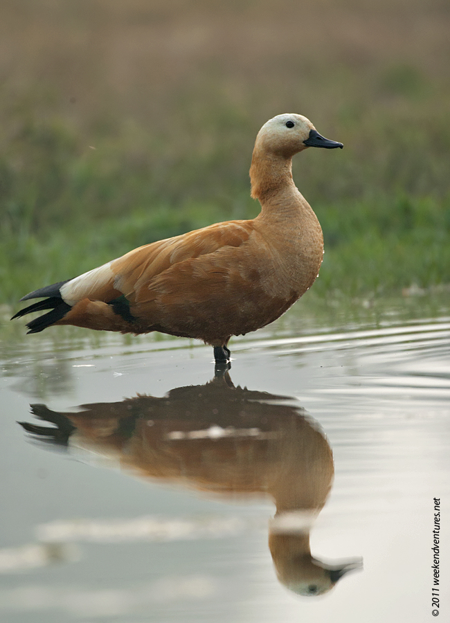 Bhraminy Duck - Bharatpur