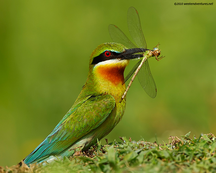 Blue-tailed BeeEater