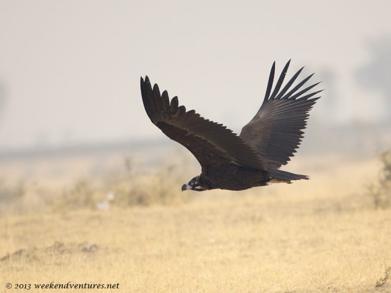 Cinerous Vulture
